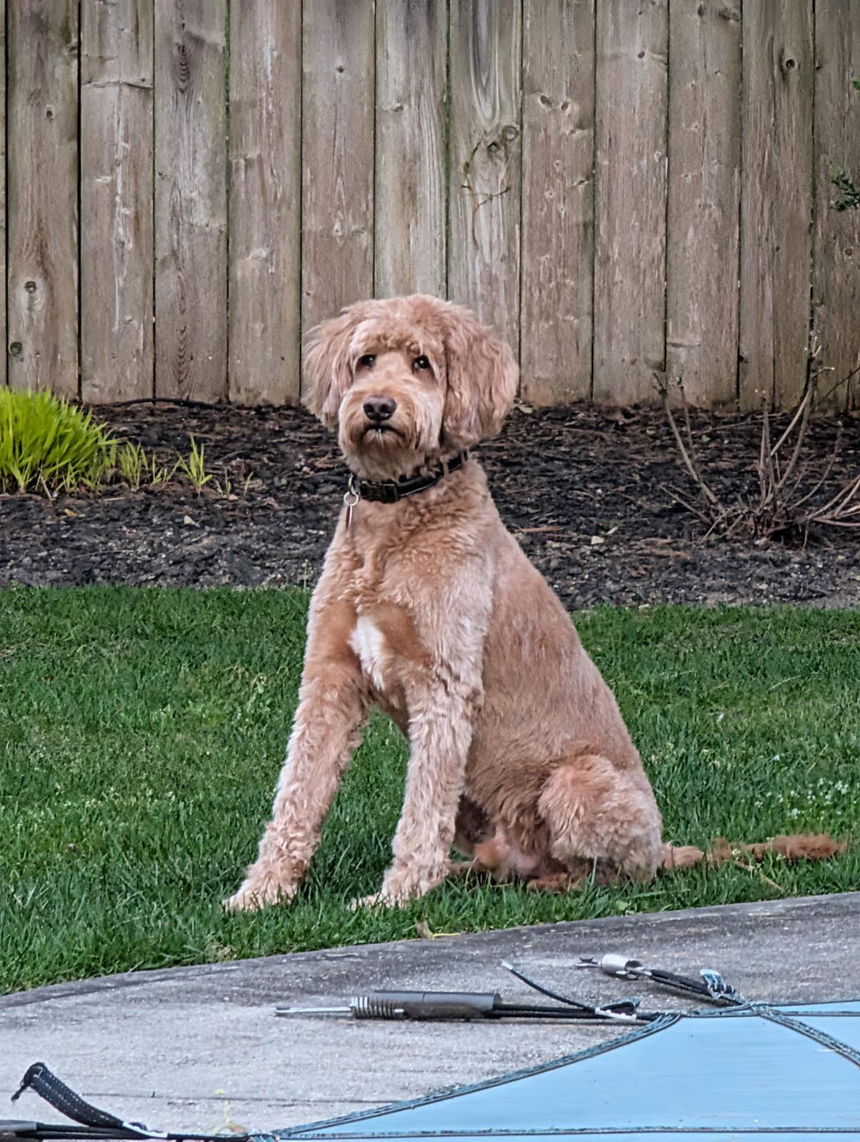 Enlarge Dundar, a ADOPTABLE Goldendoodle in Manhasset, NY image 4/6
