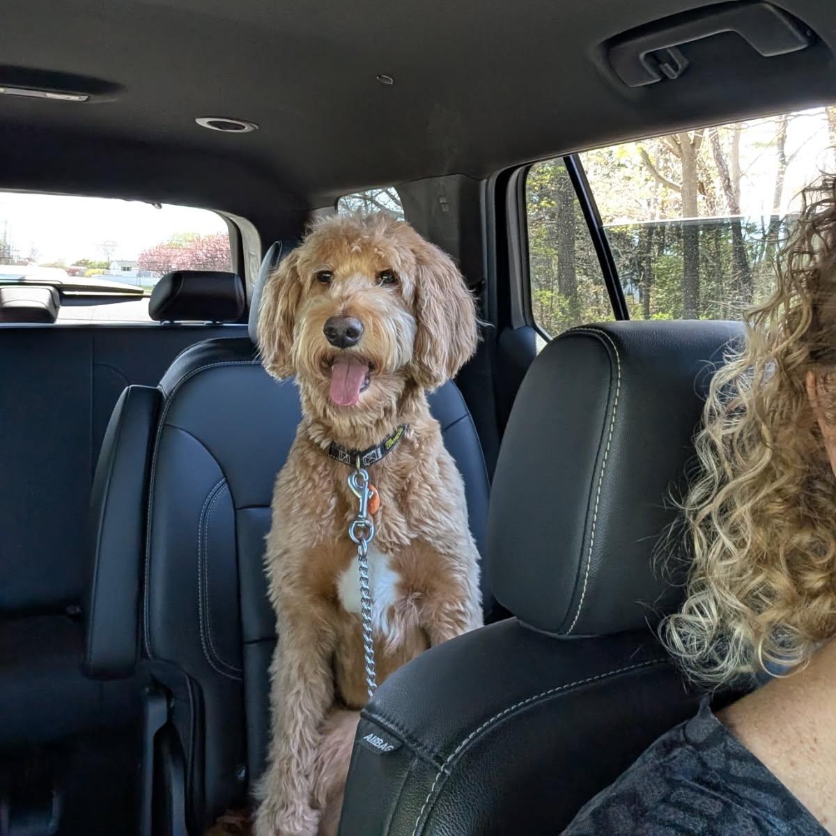 Enlarge Dundar, a ADOPTABLE Goldendoodle in Manhasset, NY image 3/6