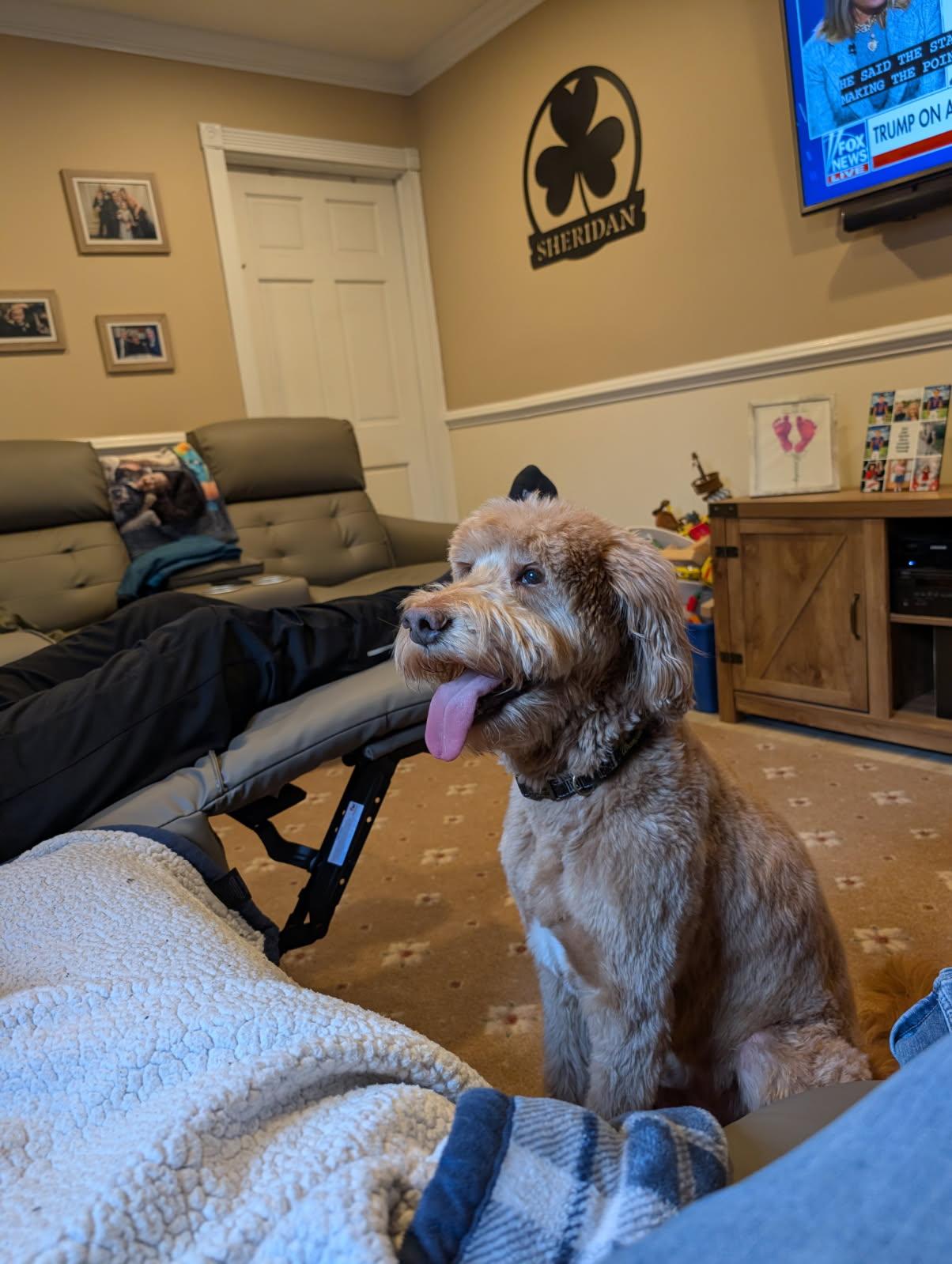 Enlarge Dundar, a ADOPTABLE Goldendoodle in Manhasset, NY image 6/6