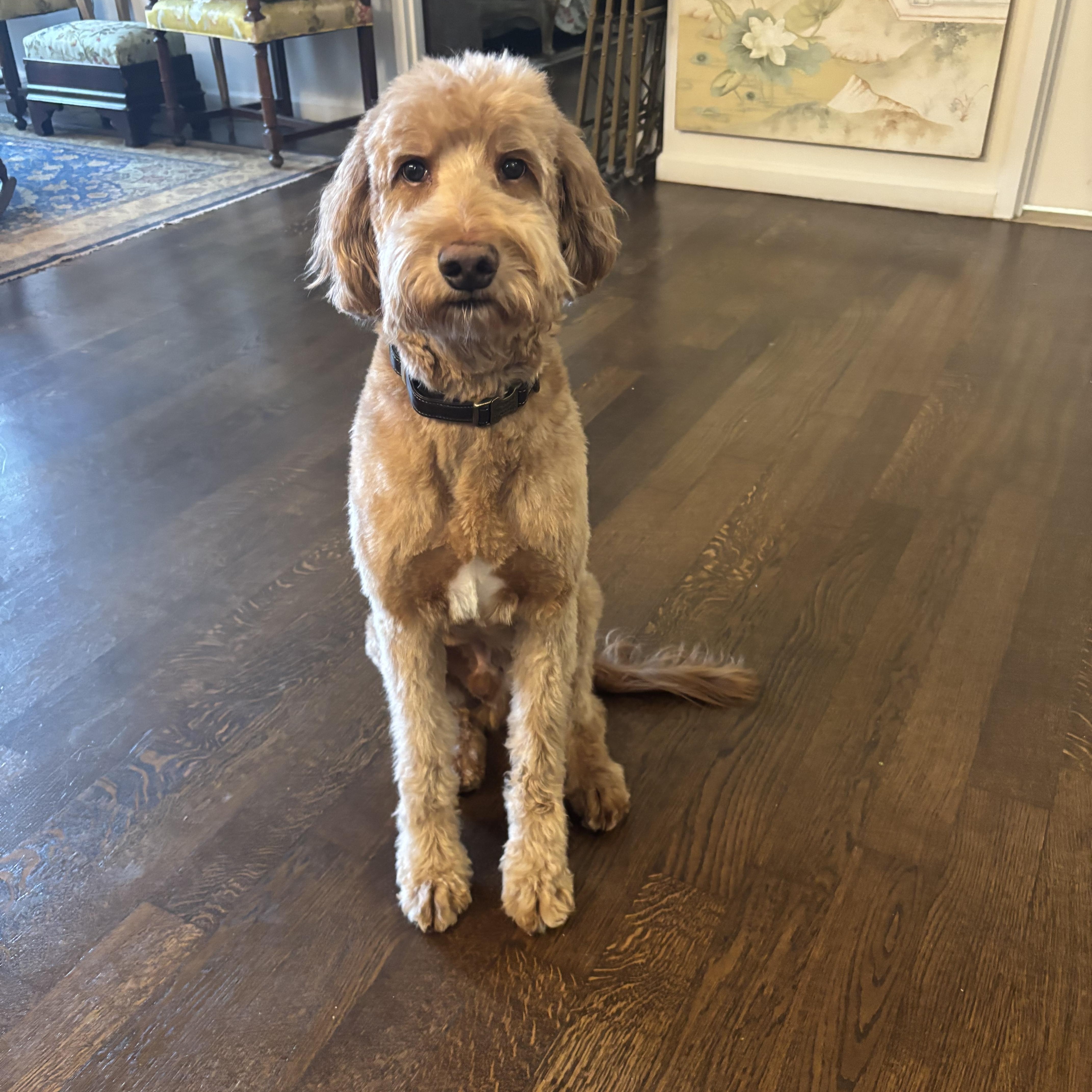 Dundar, ADOPTABLE, Adult Male Goldendoodle.