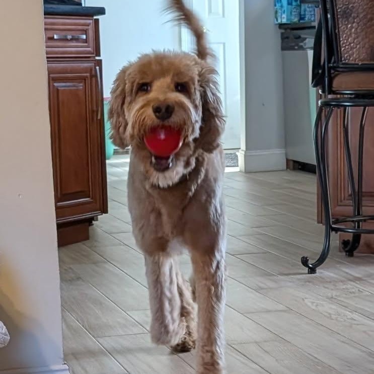 Enlarge Dundar, a ADOPTABLE Goldendoodle in Manhasset, NY image 5/6