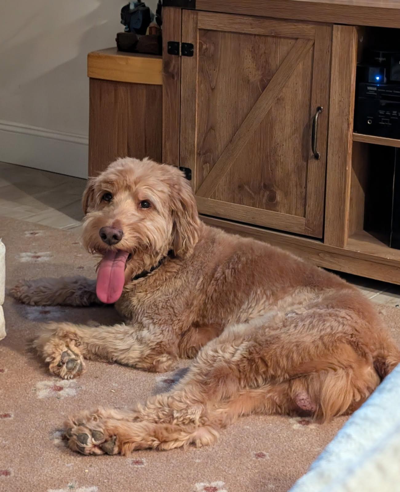 Enlarge Dundar, a ADOPTABLE Goldendoodle in Manhasset, NY image 2/6