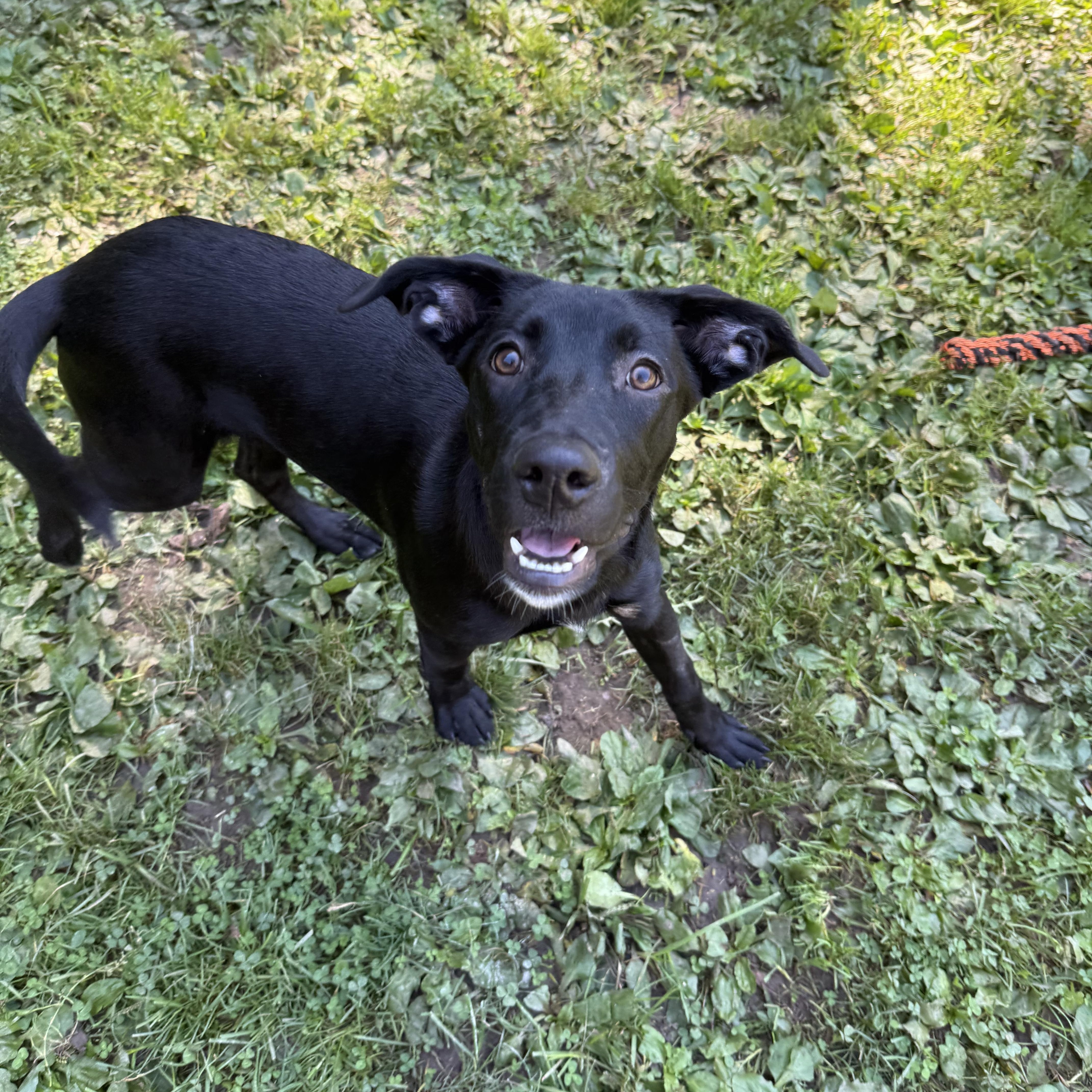 Enlarge Charm, a Adoptable Black Labrador Retriever in White Oak, PA image 4/6