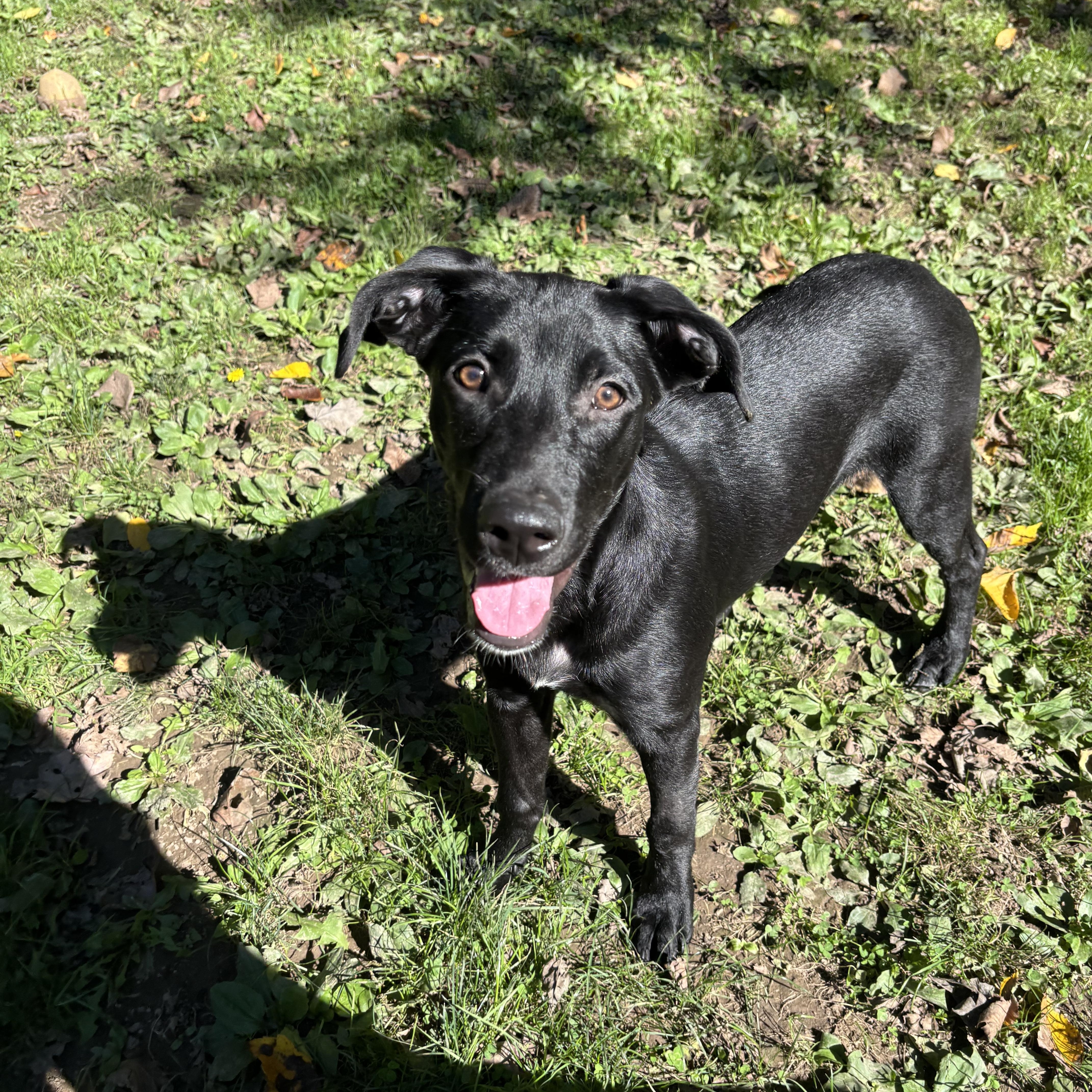 Enlarge Charm, a Adoptable Black Labrador Retriever in White Oak, PA image 1/6