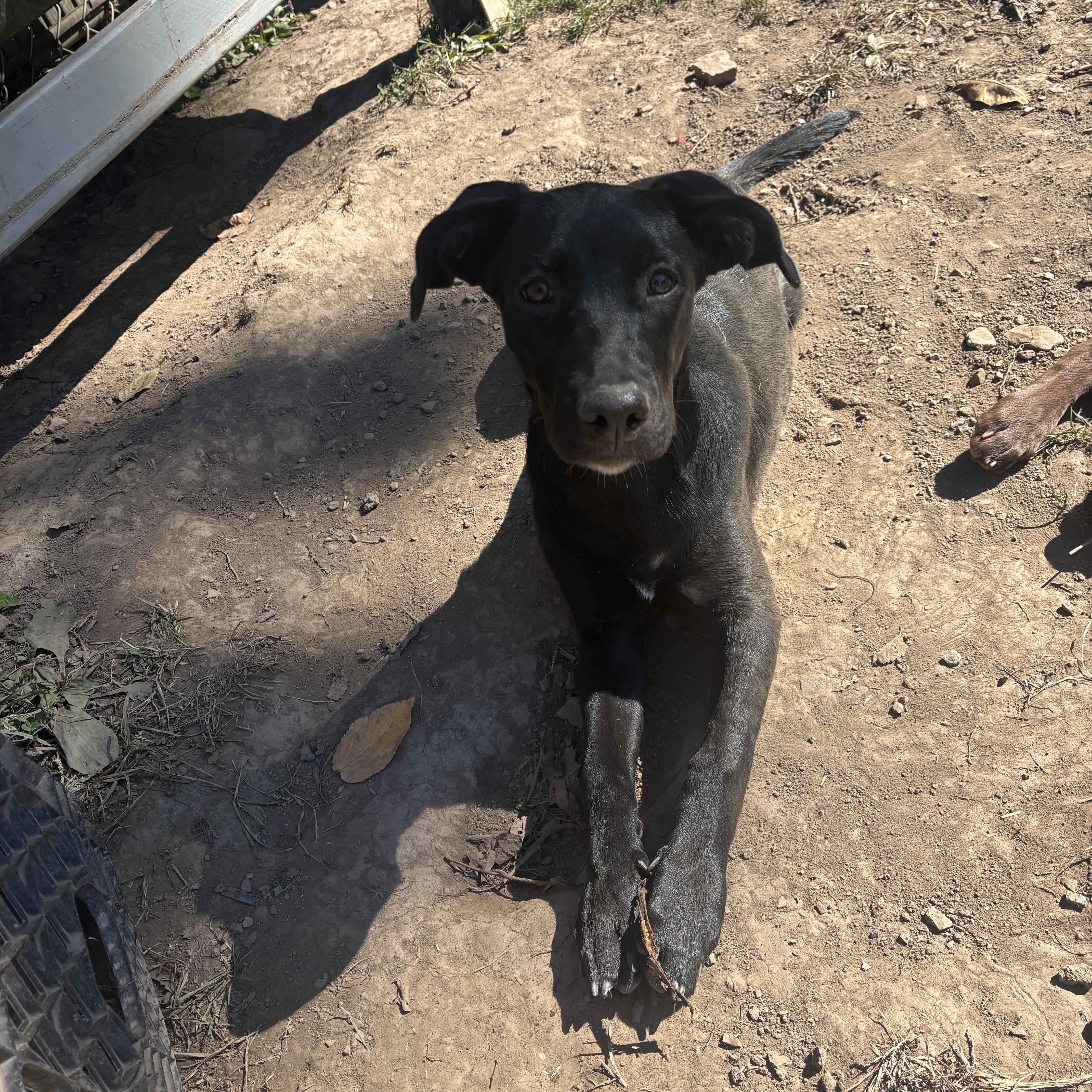 Enlarge Charm, a Adoptable Black Labrador Retriever in White Oak, PA image 6/6