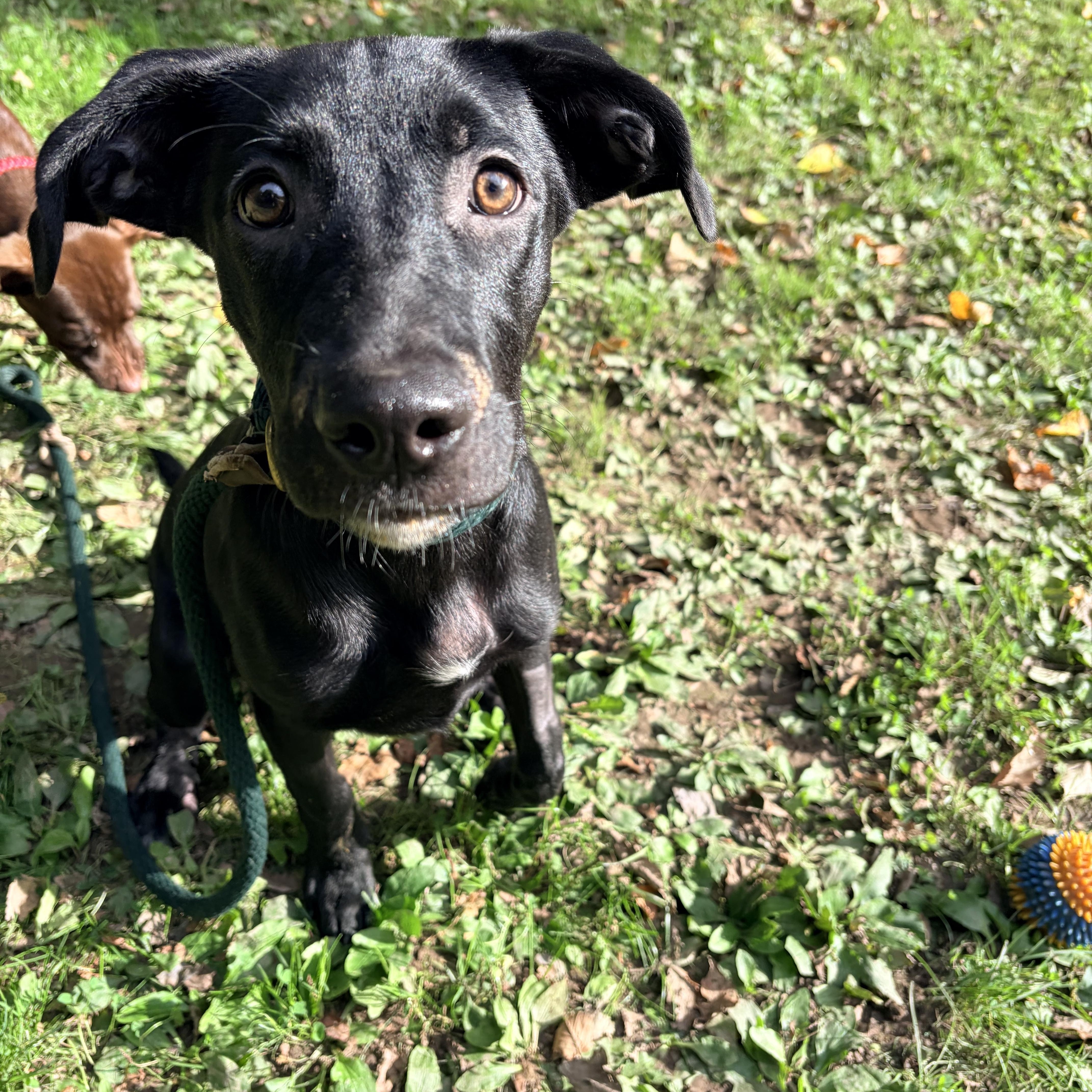 Enlarge Charm, a Adoptable Black Labrador Retriever in White Oak, PA image 2/6