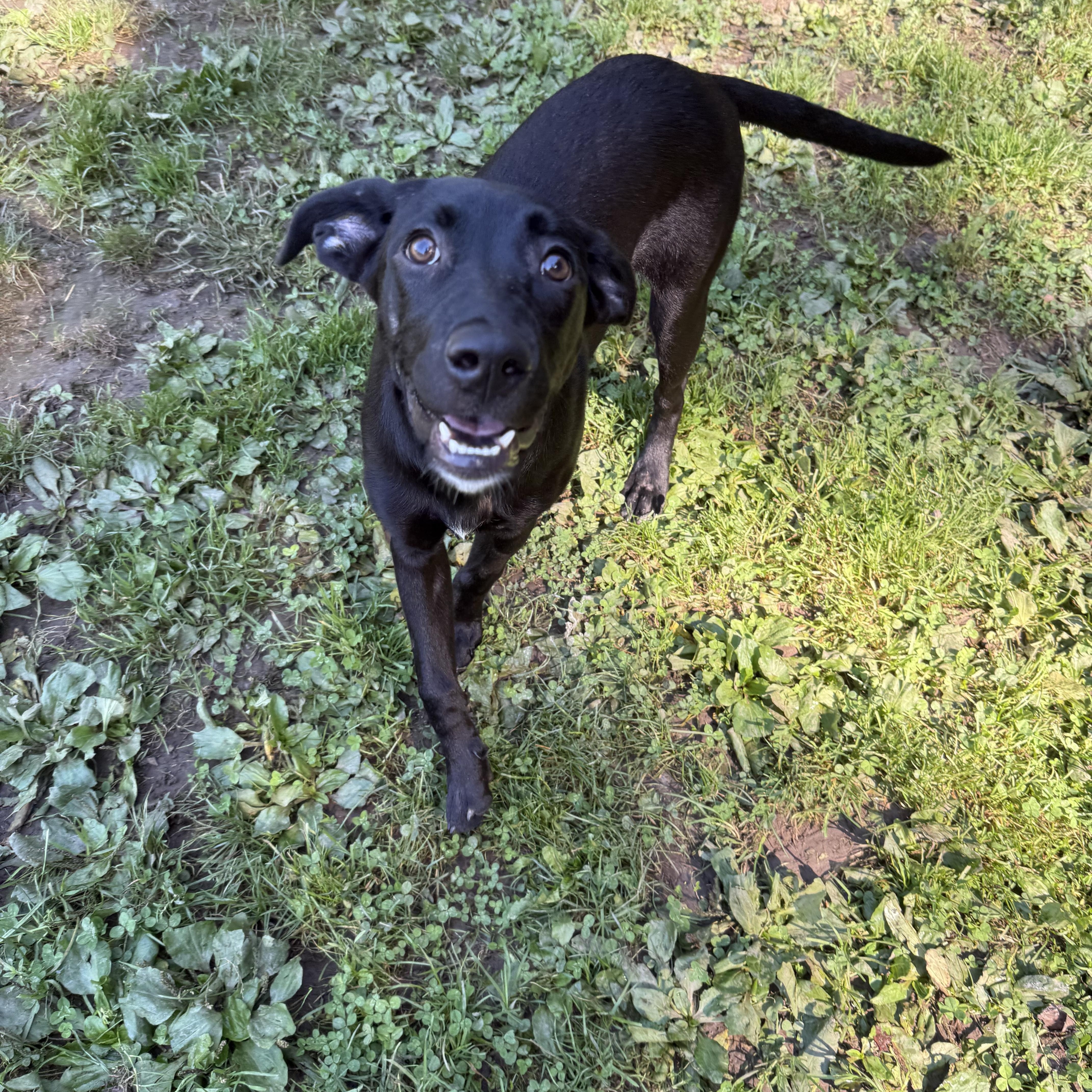 Enlarge Charm, a Adoptable Black Labrador Retriever in White Oak, PA image 3/6