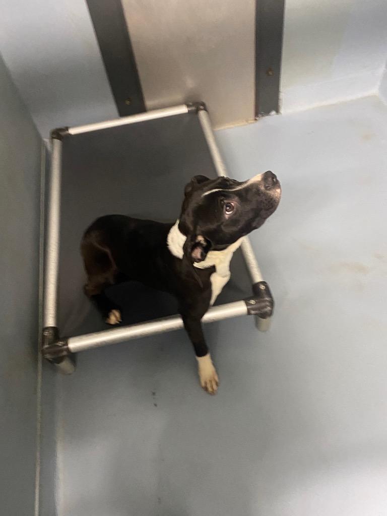 Enlarge Cooper, a Adoptable mixed breed in Cartersville , GA image 1/1