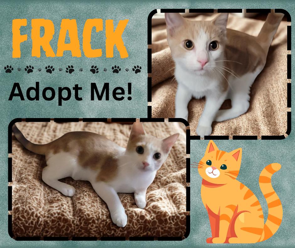 Frack, adopted, Young Male American Shorthair.