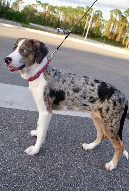 Thelma, a Adoptable mixed breed in Englewood, FL image 1/4