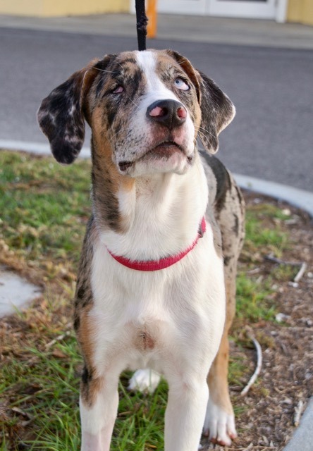 Thelma, a Adoptable mixed breed in Englewood, FL image 2/4