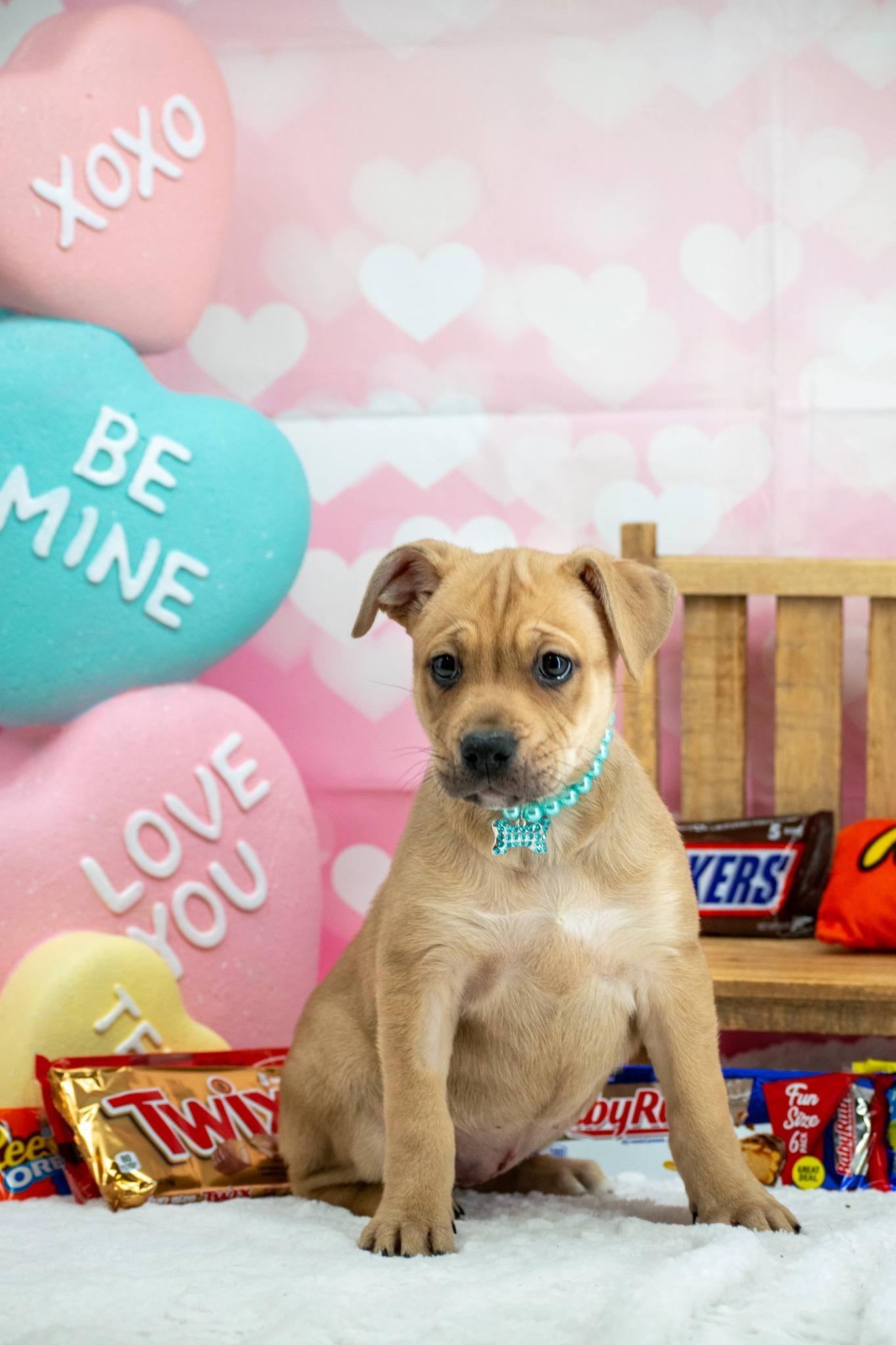 Baby Ruth, a ADOPTABLE mixed breed in Sevierville, TN image 2/4