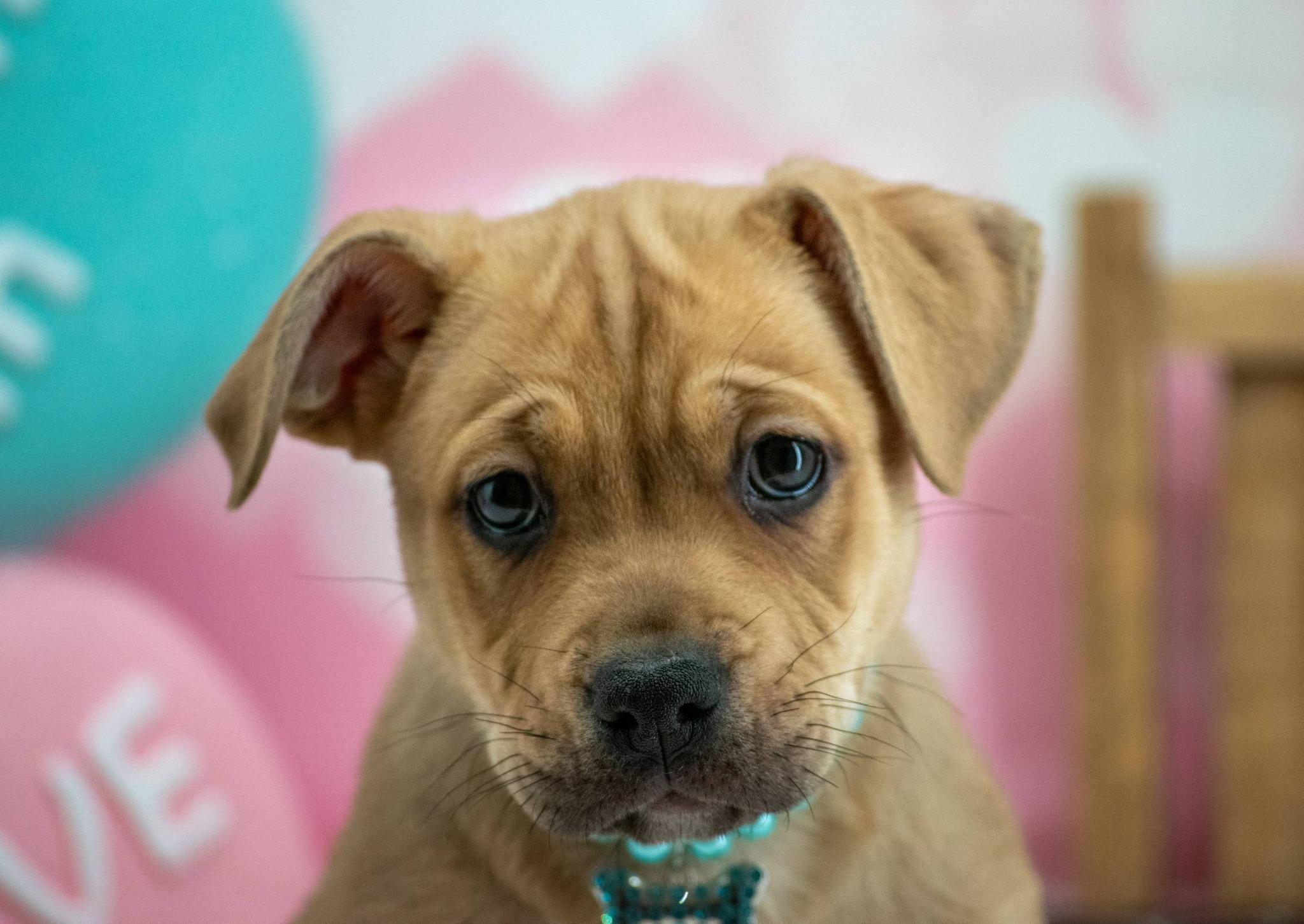 Baby Ruth, a ADOPTABLE mixed breed in Sevierville, TN image 4/4