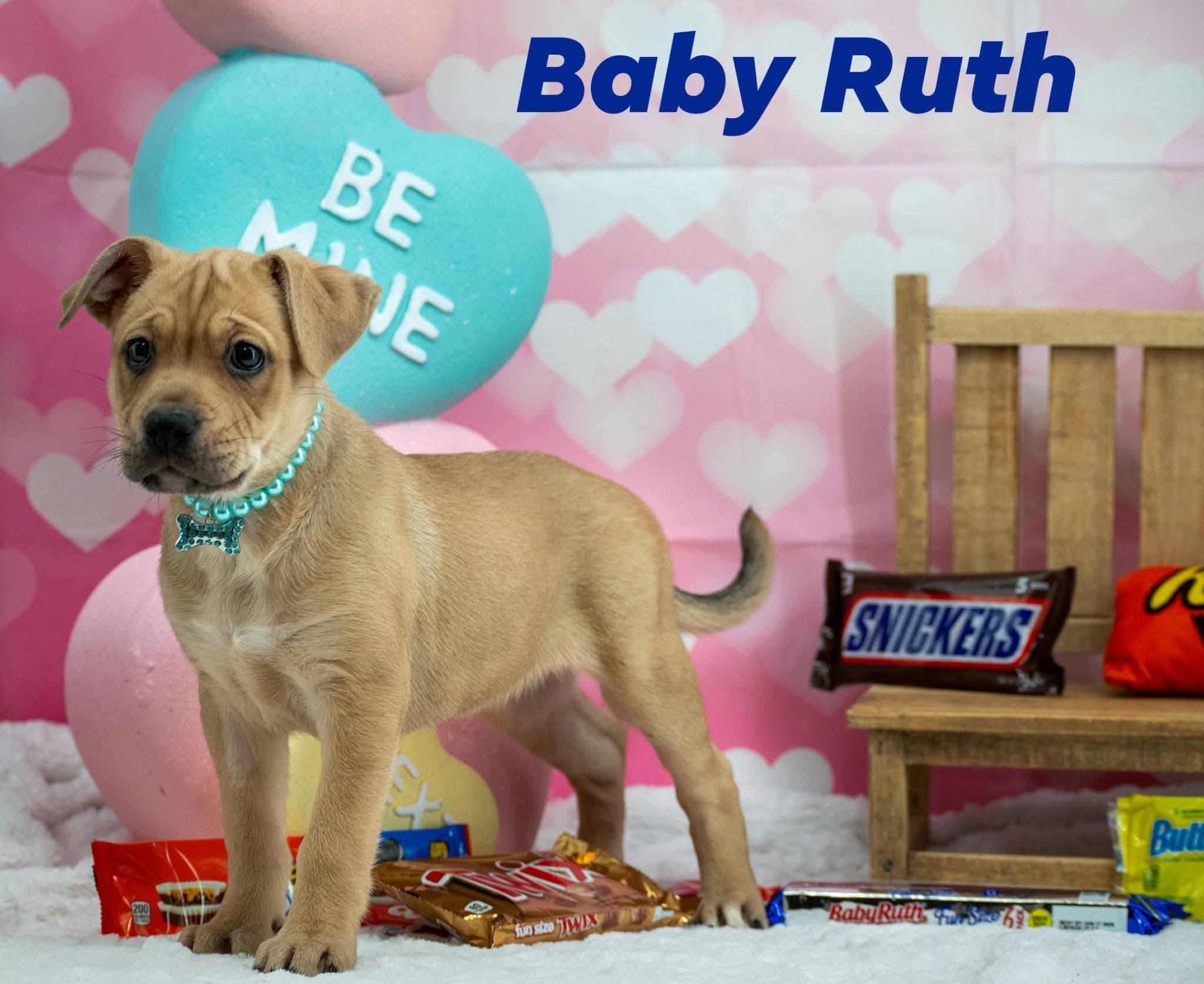 Baby Ruth, ADOPTABLE, Puppy Female Hound & Black Mouth Cur.
