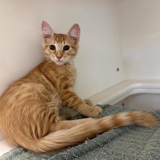 Outback, Adoptable, Kitten Male Domestic Short Hair.