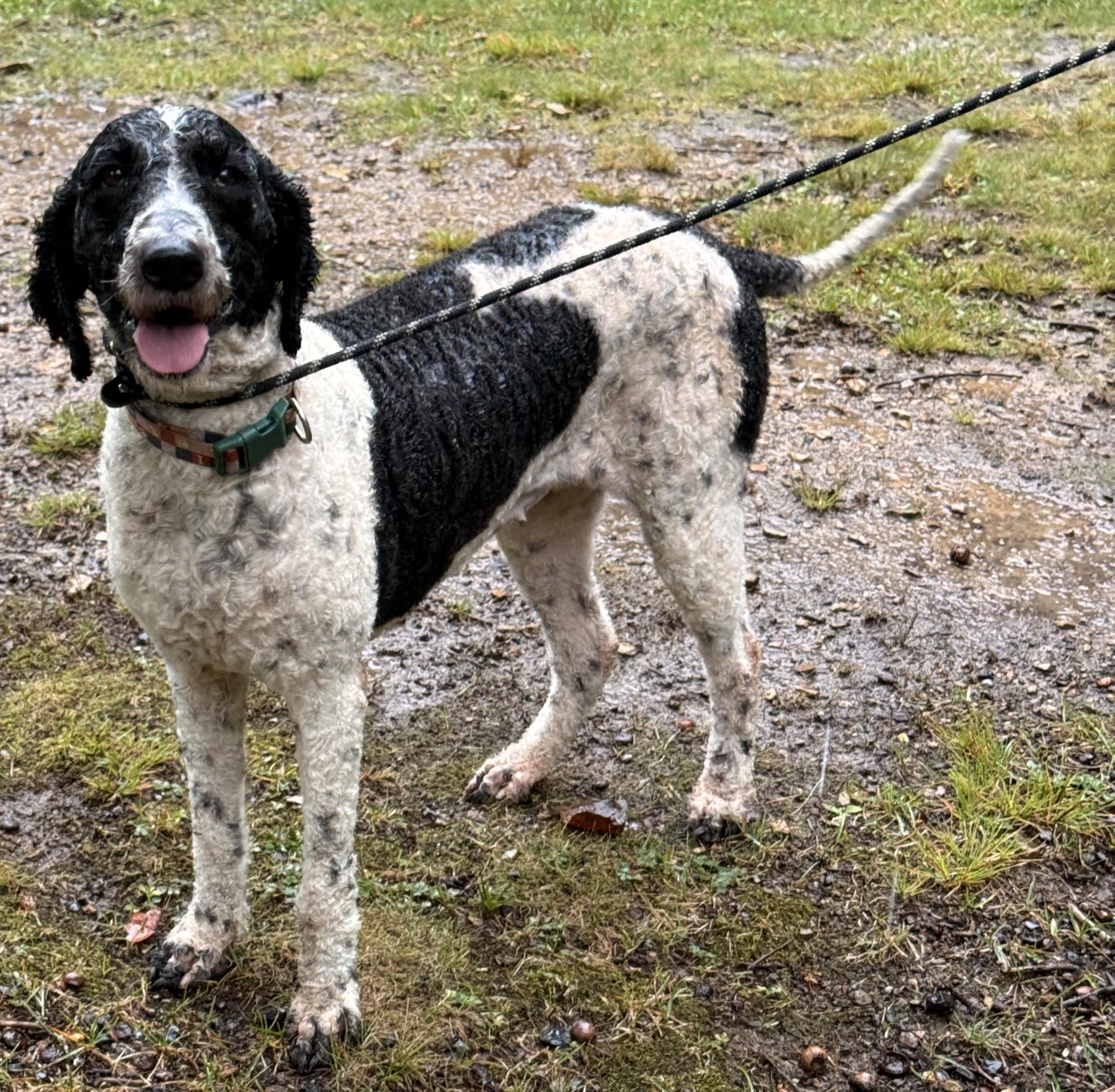 Maizy, Adoptable, Adult Female Bernedoodle.