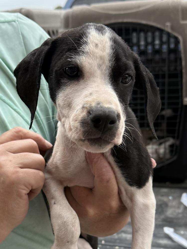 Enlarge Gordon, a Adoptable mixed breed in Bolivar, MO image 1/4