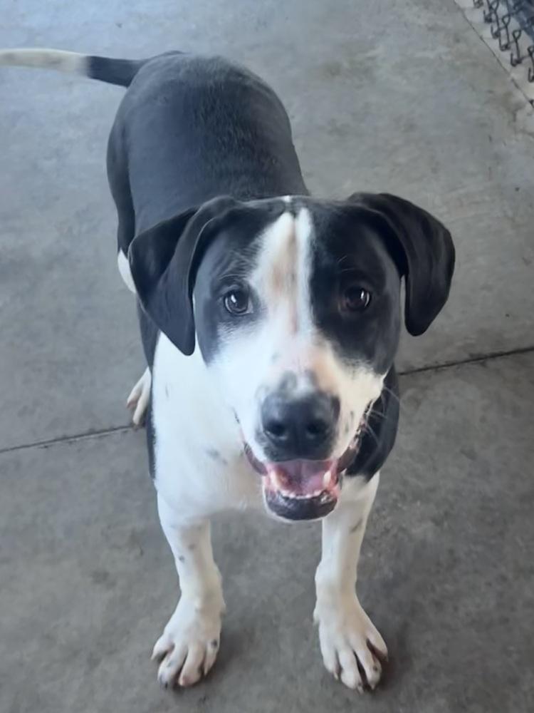 Enlarge Gordon, a Adoptable mixed breed in Bolivar, MO image 2/4