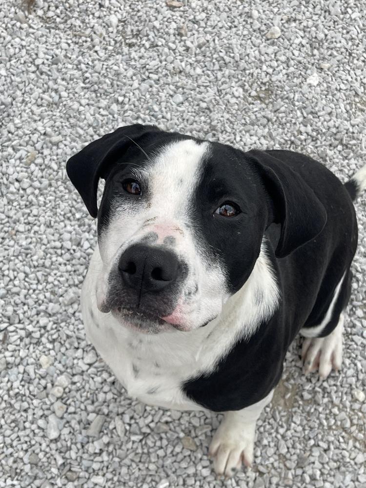 Enlarge Gordon, a Adoptable mixed breed in Bolivar, MO image 2/4