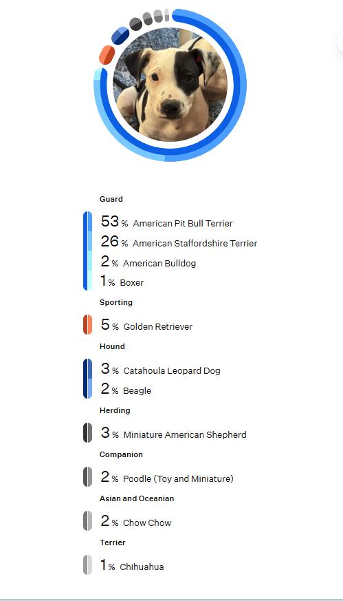 Gordon — thumbnail 3