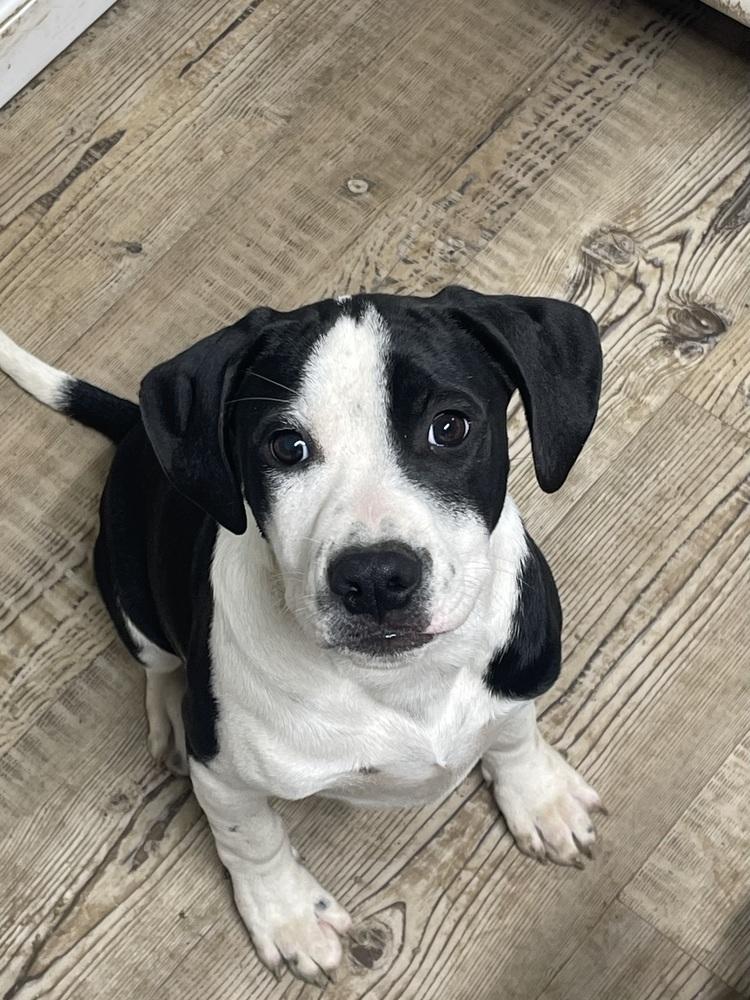 Enlarge Gordon, a Adoptable mixed breed in Bolivar, MO image 4/4