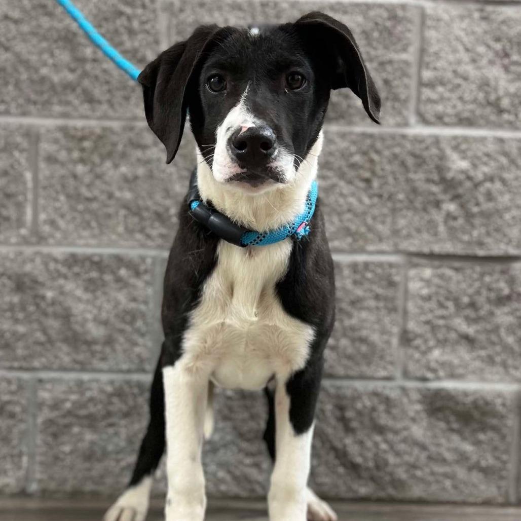Enlarge Jack II, a Adoptable mixed breed in Wadena, MN image 1/6