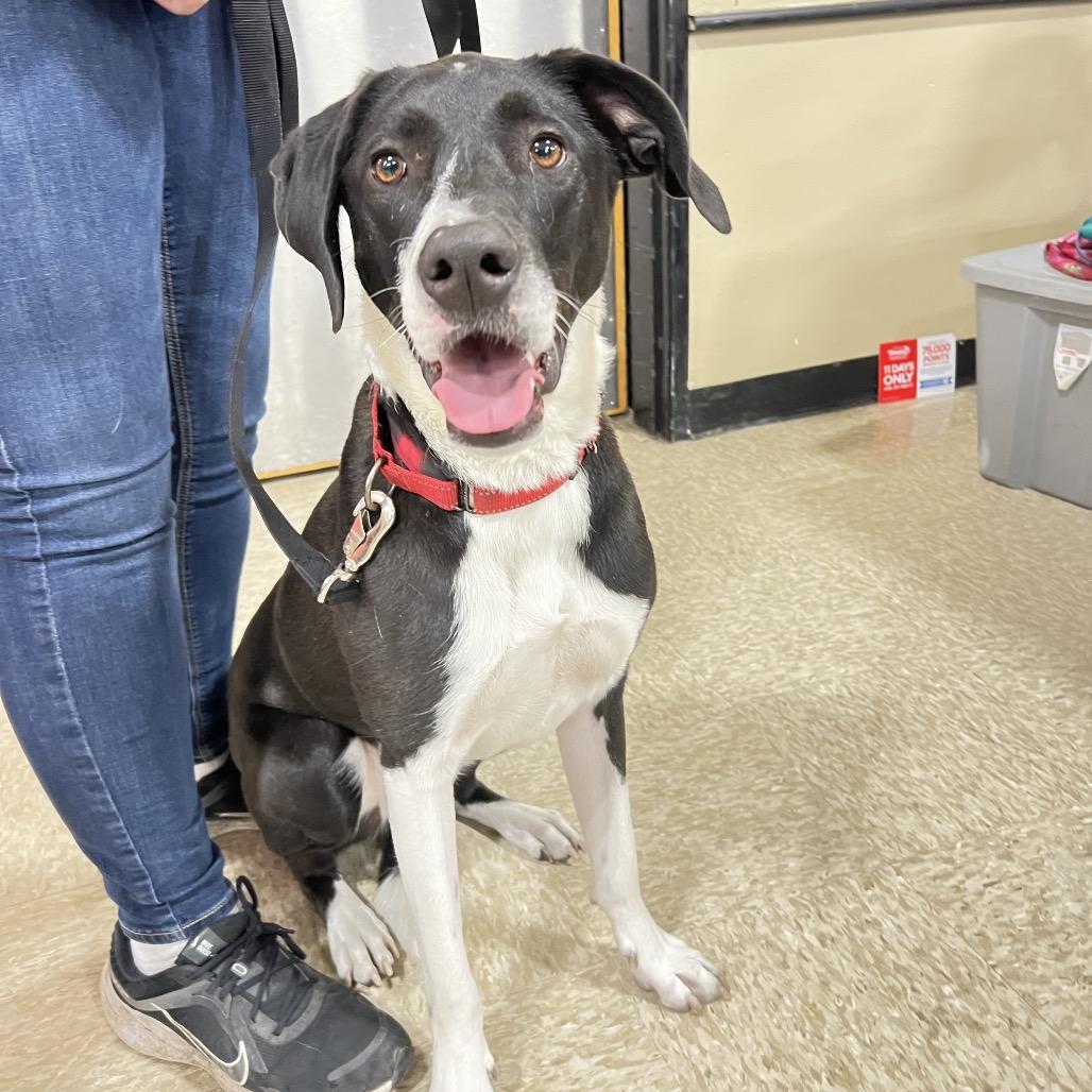 Enlarge Jack II, a Adoptable mixed breed in Wadena, MN image 3/6