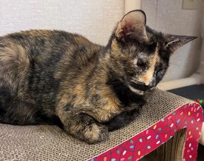Enlarge Tortolina, an adoptable mixed breed in Salem, NH image 2/2