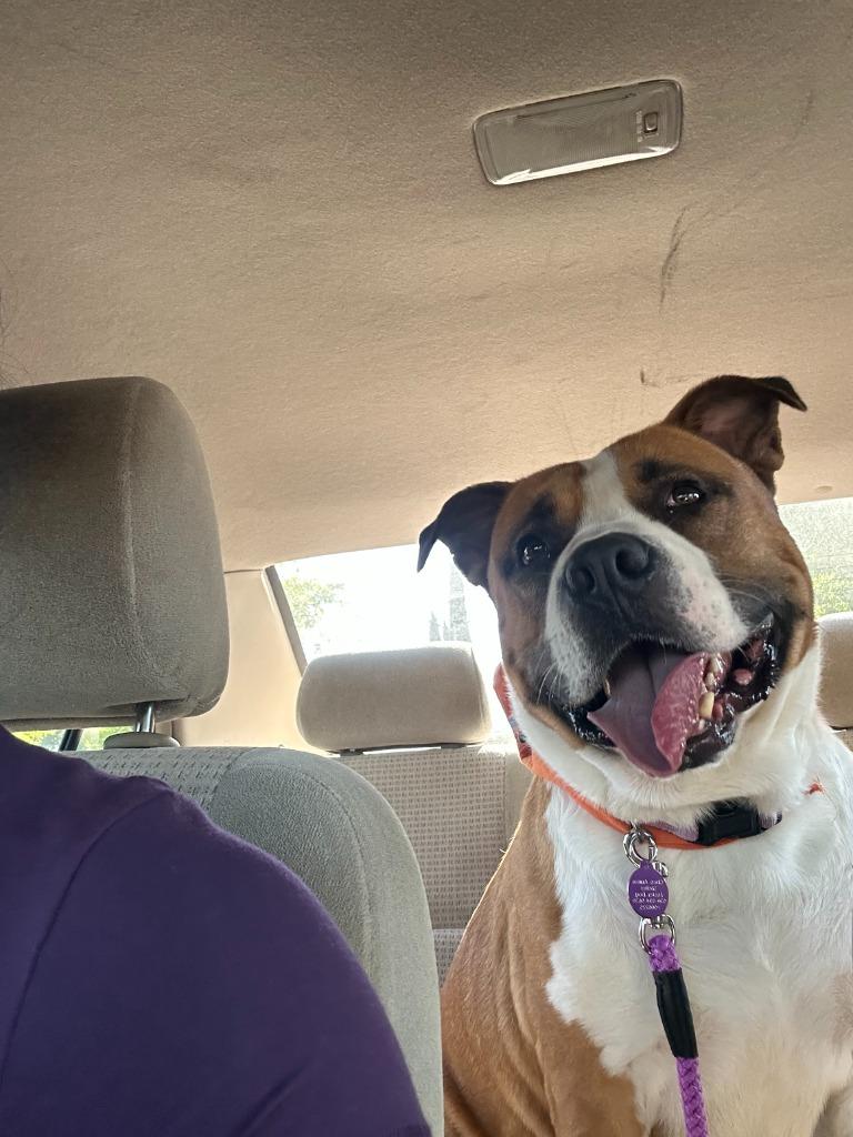 Magnus, Adoptable, Adult Male Bullmastiff & Mixed Breed.