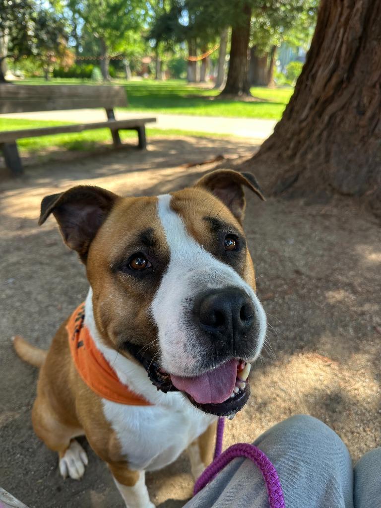 Magnus, a Adoptable mixed breed in Chico, CA image 2/4