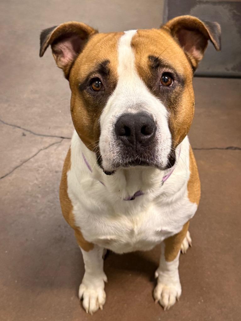 Magnus, Adoptable, Young Male Bullmastiff & Mixed Breed.