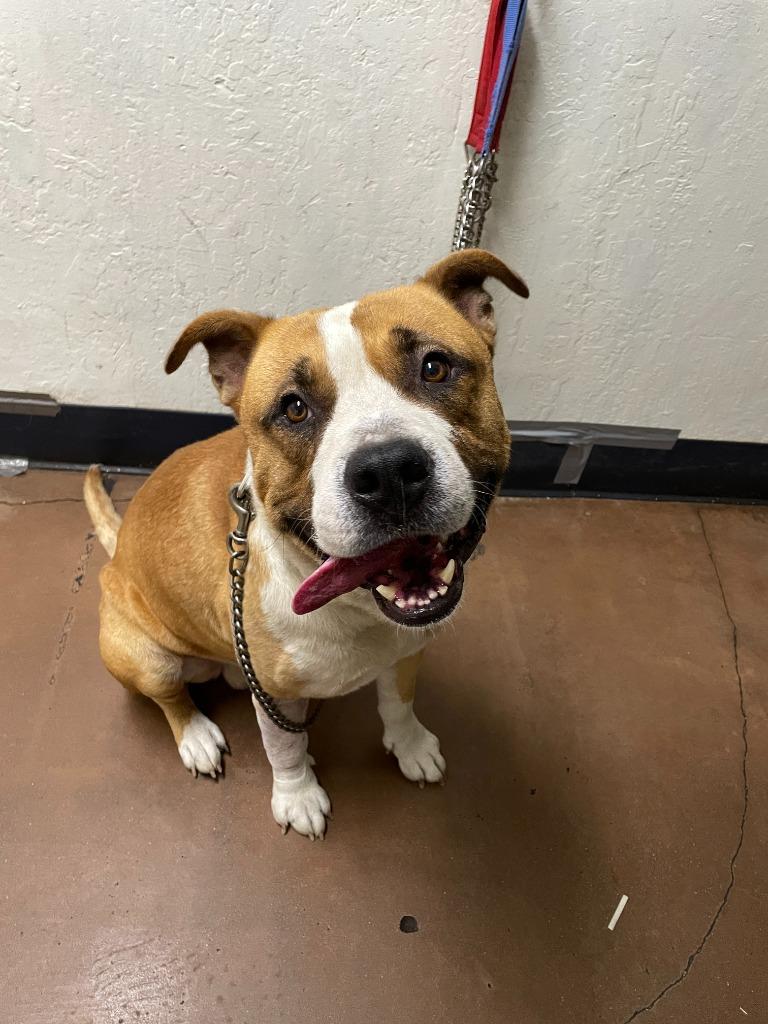 Enlarge Magnus, a Adoptable mixed breed in Chico, CA image 2/2