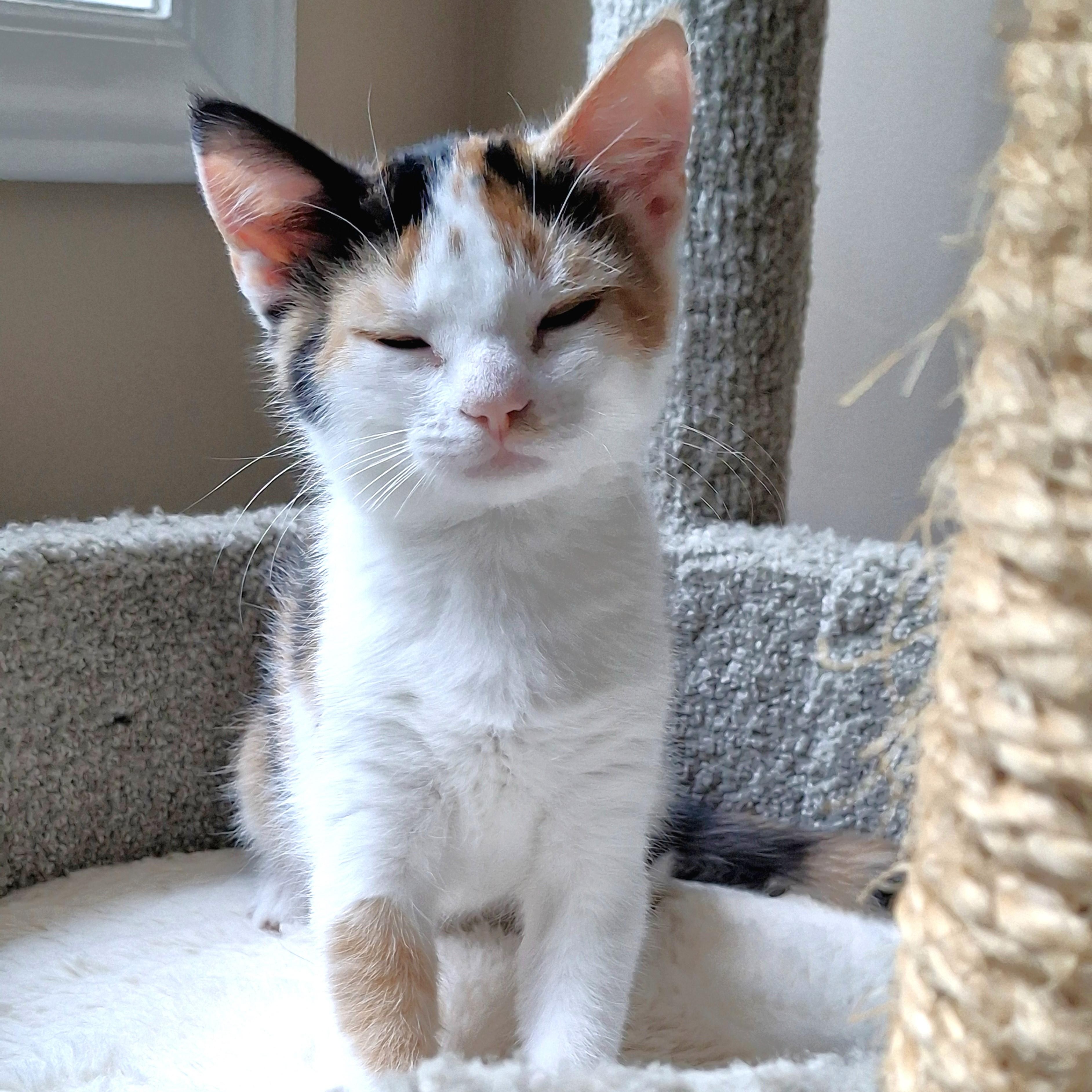 Enlarge Primrose, a Adopted Domestic Short Hair in Apex, NC image 5/6