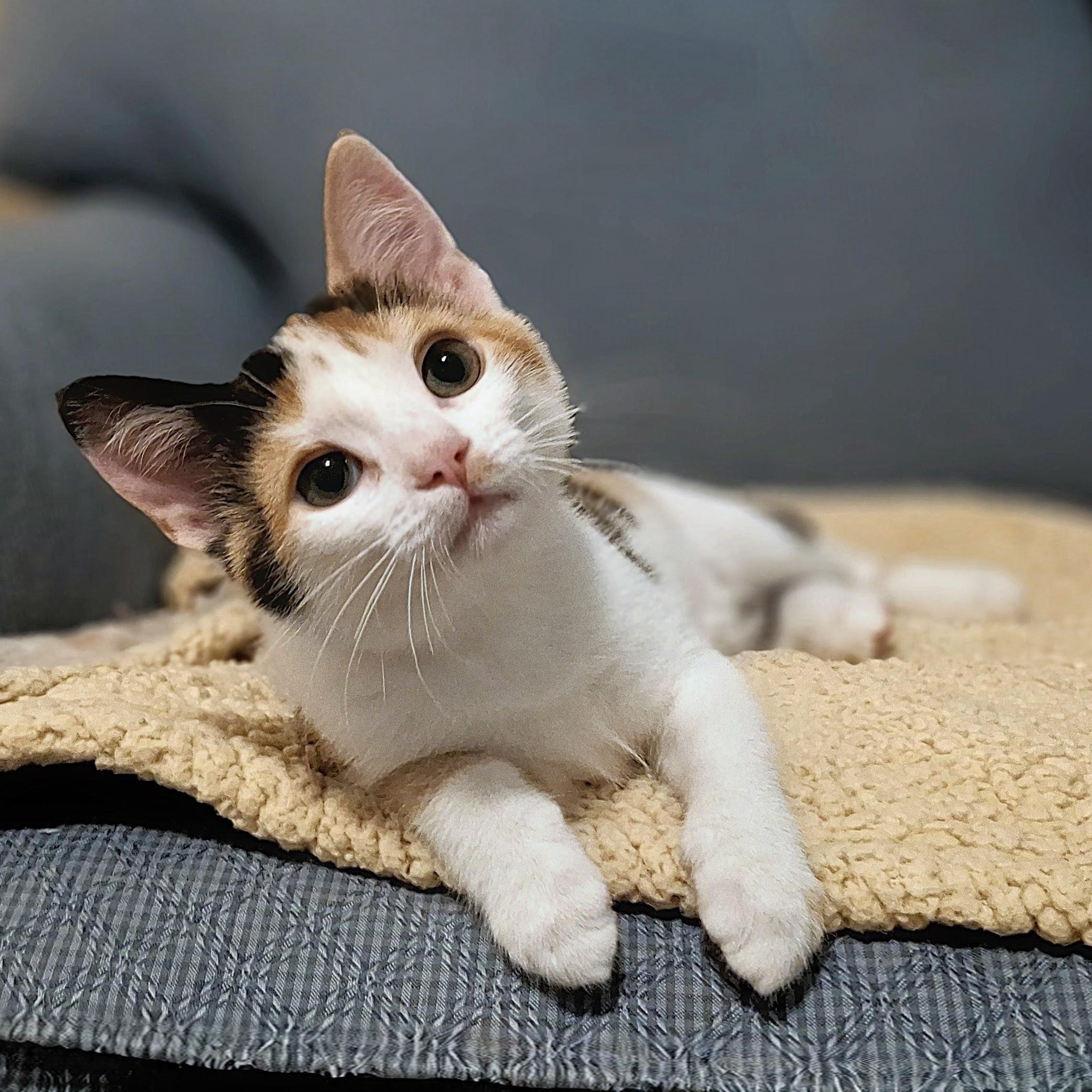 Primrose, Adopted, Kitten Female Domestic Short Hair.