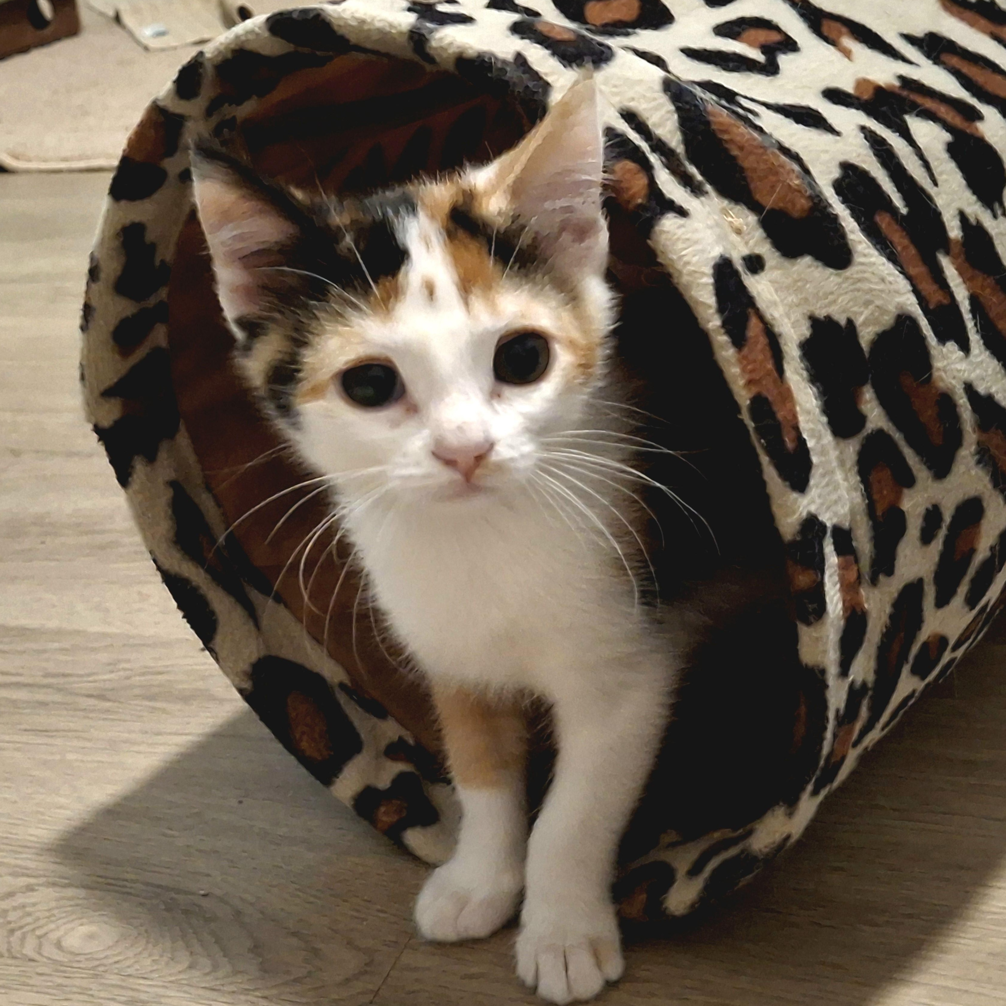 Enlarge Primrose, a Adopted Domestic Short Hair in Apex, NC image 3/6