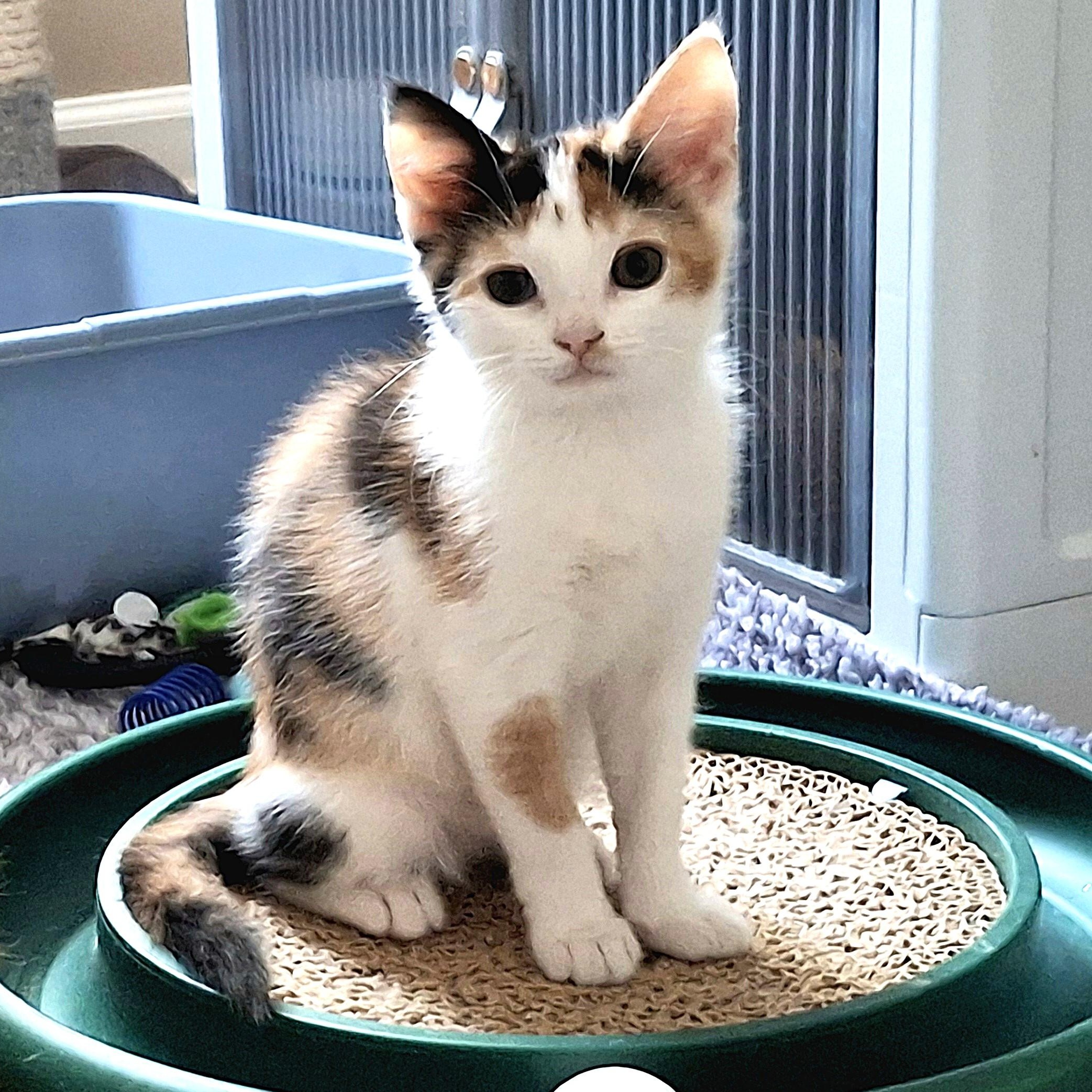 Enlarge Primrose, a Adopted Domestic Short Hair in Apex, NC image 6/6