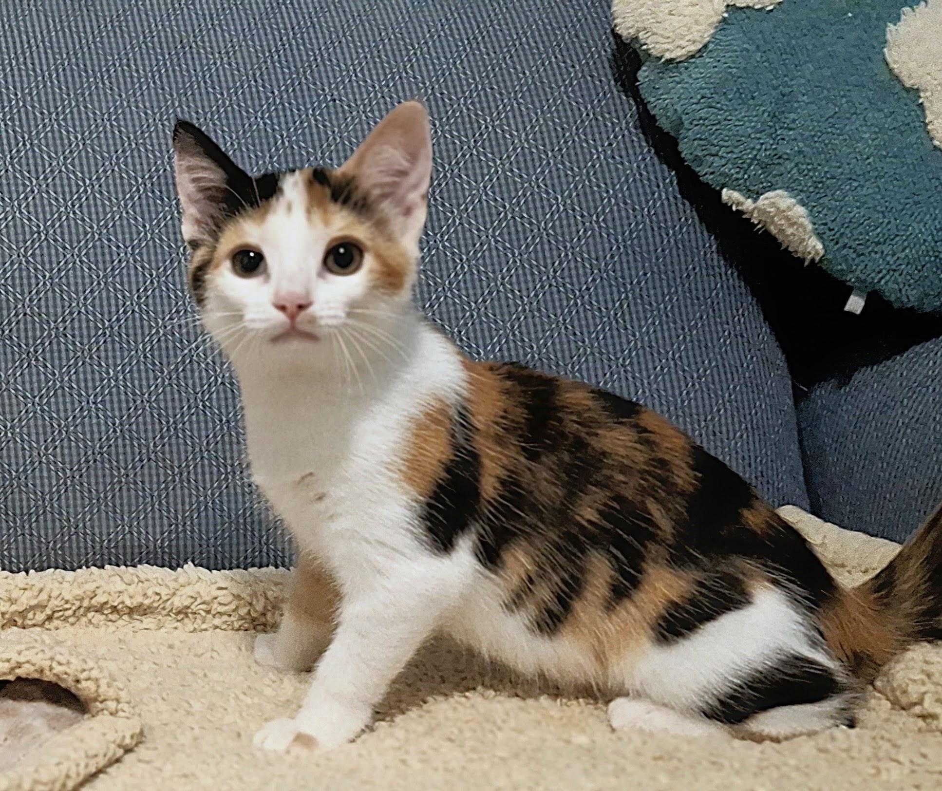 Enlarge Primrose, a Adopted Domestic Short Hair in Apex, NC image 2/6