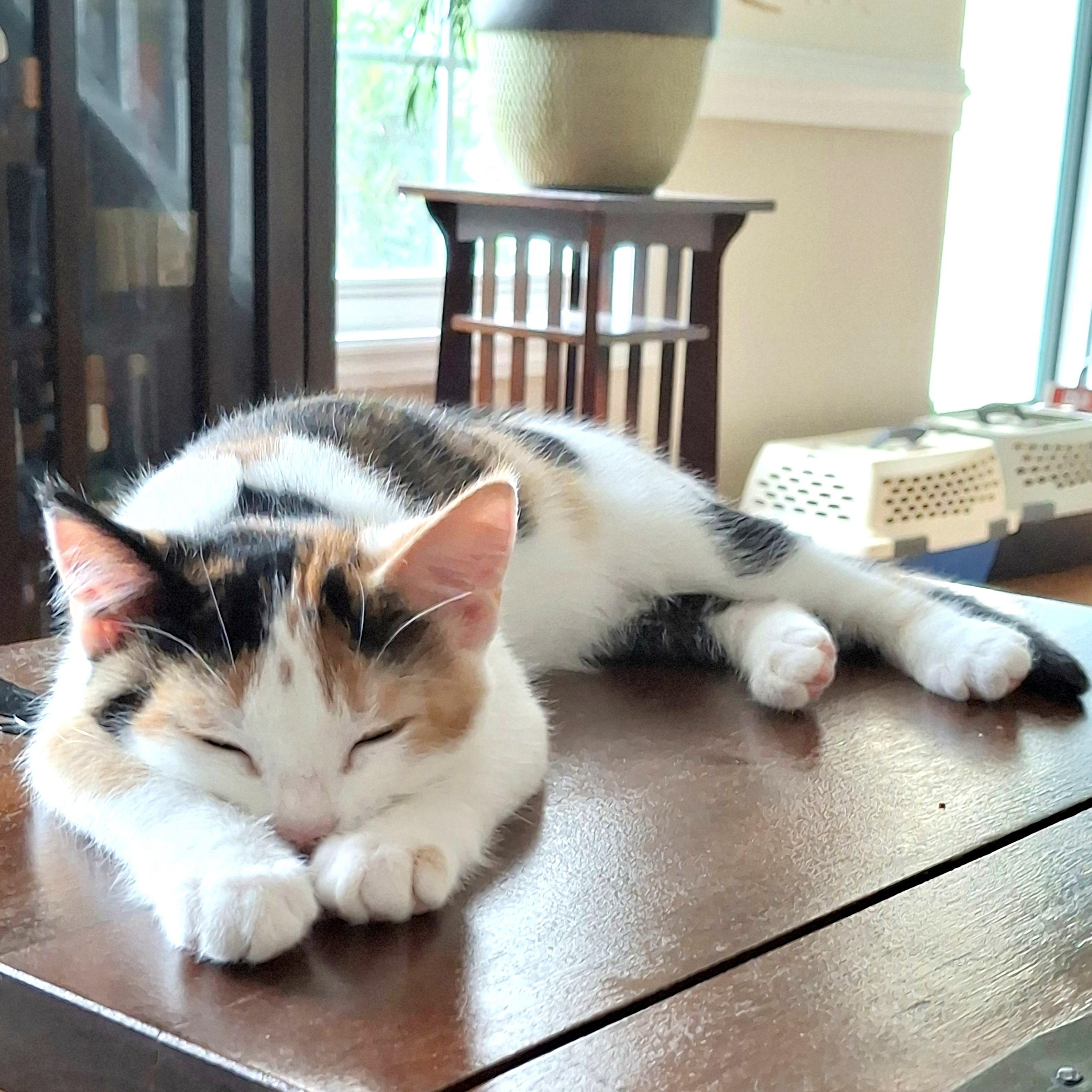 Enlarge Primrose, a Adopted Domestic Short Hair in Apex, NC image 4/6