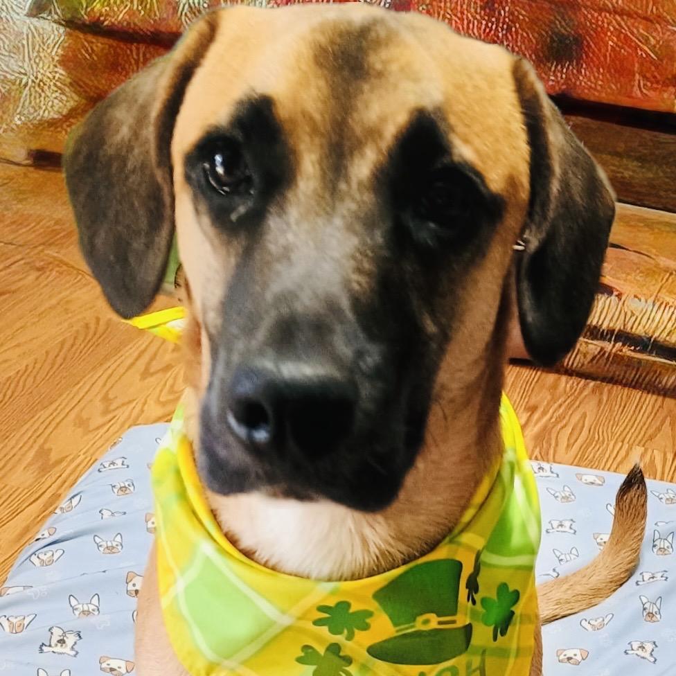 Fester, a Adoptable Mixed Breed in Summerfield, NC image 1/2