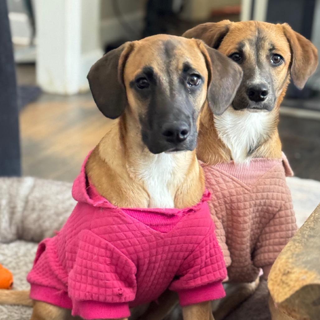 Fester, Adoptable, Young Male Mixed Breed.