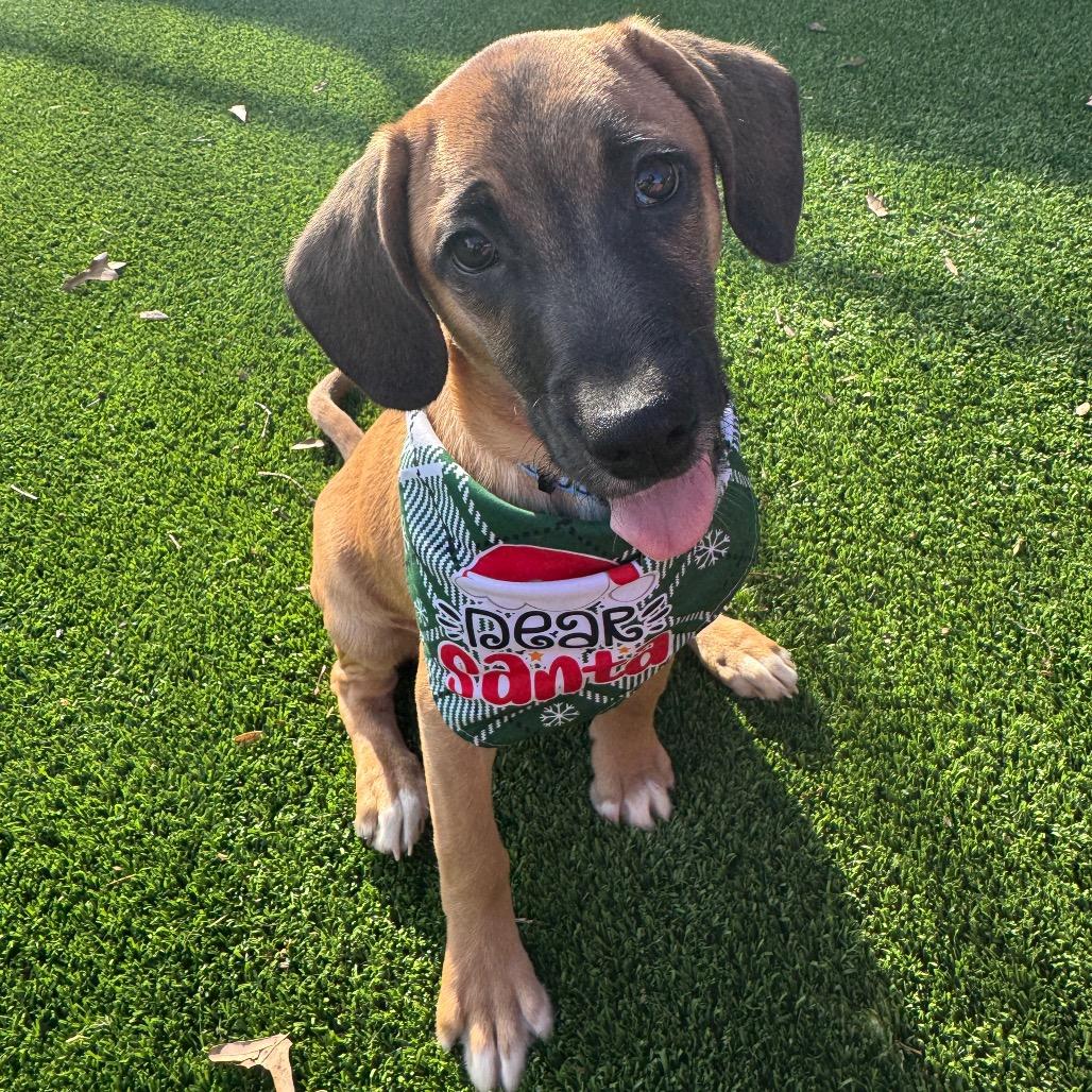 Fester, Adoptable, Puppy Male Mixed Breed.