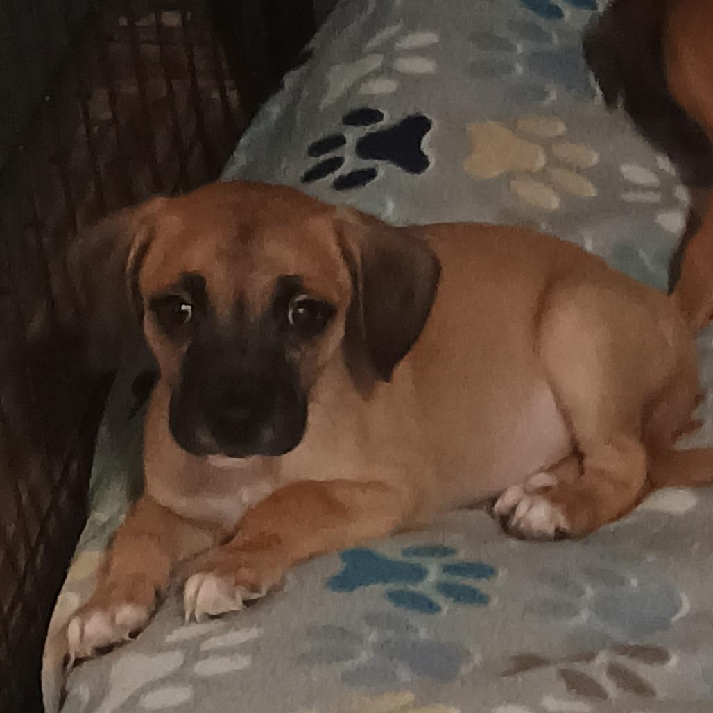 Enlarge Fester, a Adoptable Mixed Breed in Summerfield, NC image 2/5