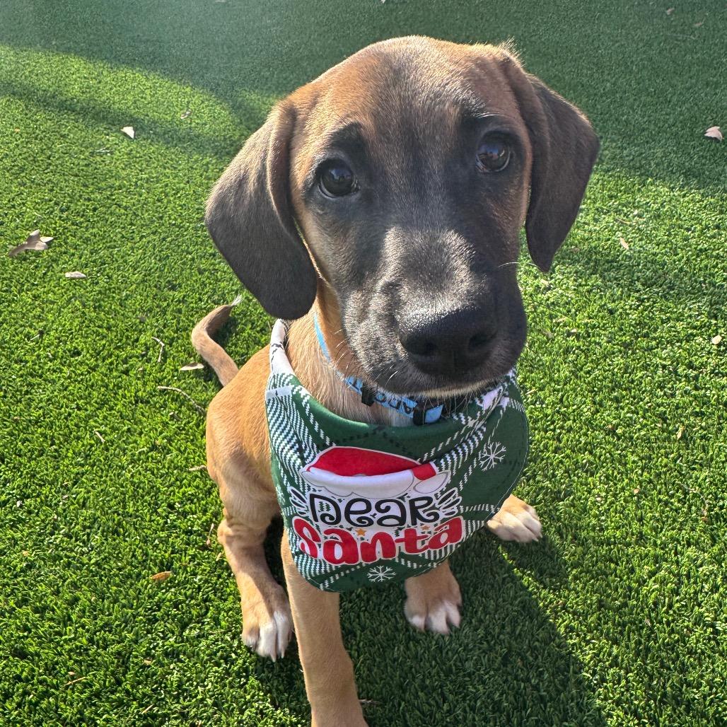 Enlarge Fester, a Adoptable Mixed Breed in Summerfield, NC image 3/5