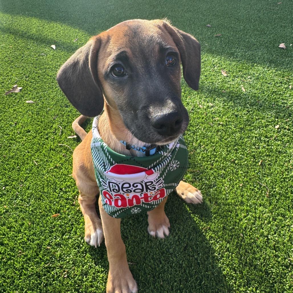 Enlarge Fester, a Adoptable Mixed Breed in Summerfield, NC image 4/5