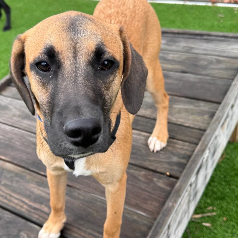 Fester, a Adoptable Mixed Breed in Summerfield, NC image 2/2