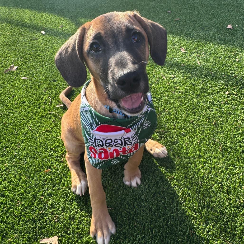 Enlarge Fester, a Adoptable Mixed Breed in Summerfield, NC image 5/5