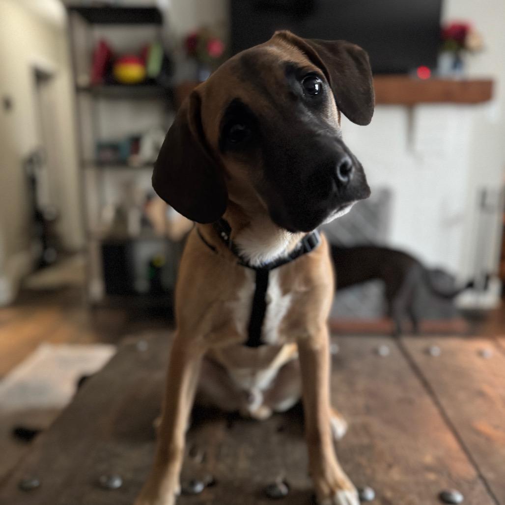 Enlarge Fester, a Adoptable Mixed Breed in Summerfield, NC image 6/6