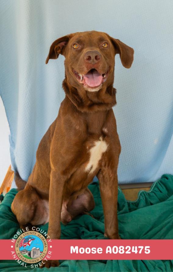 MOOSE, Adoptable, Young Male Labrador Retriever & Mixed Breed.