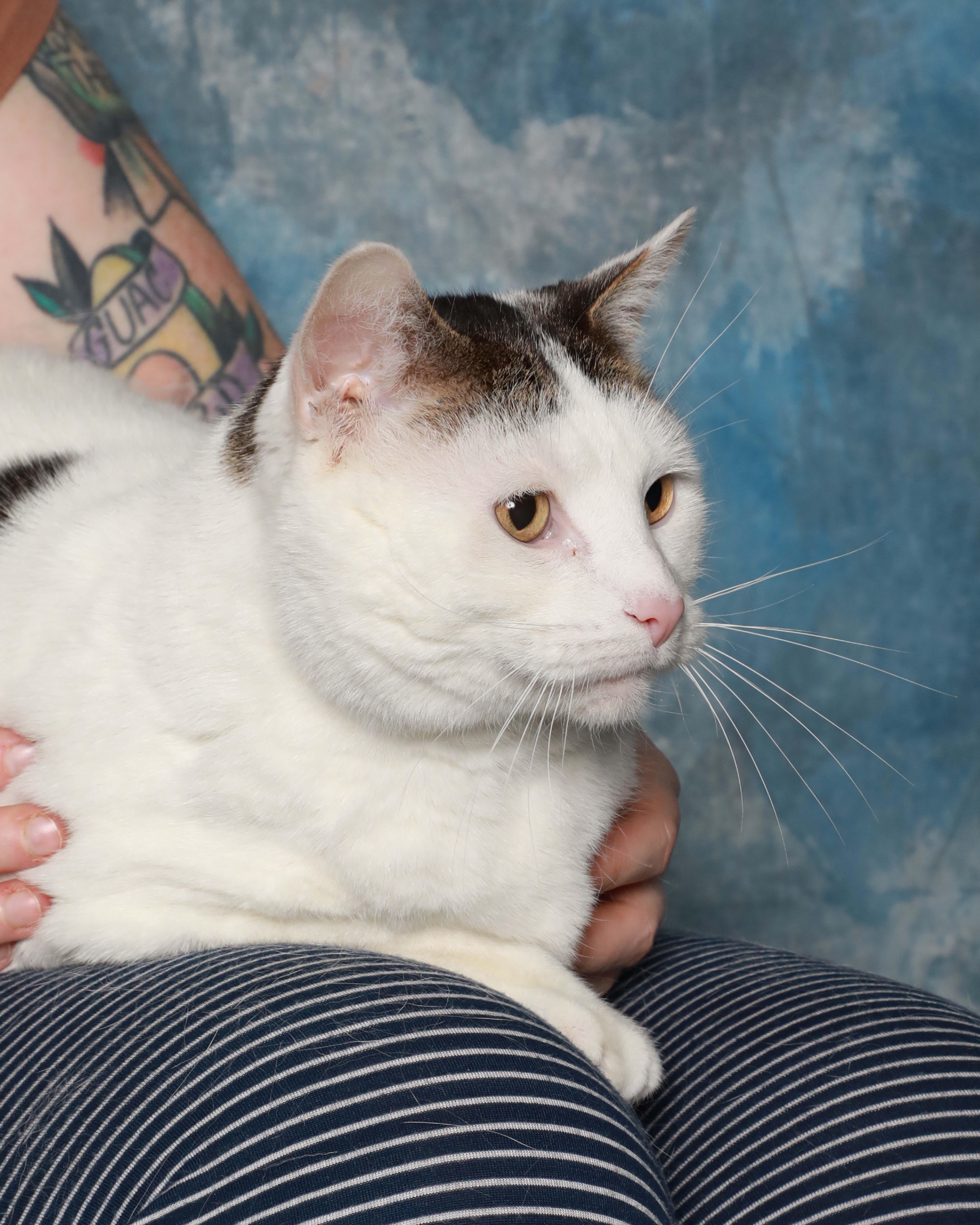 Buda, ADOPTABLE, Adult Male Domestic Medium Hair.