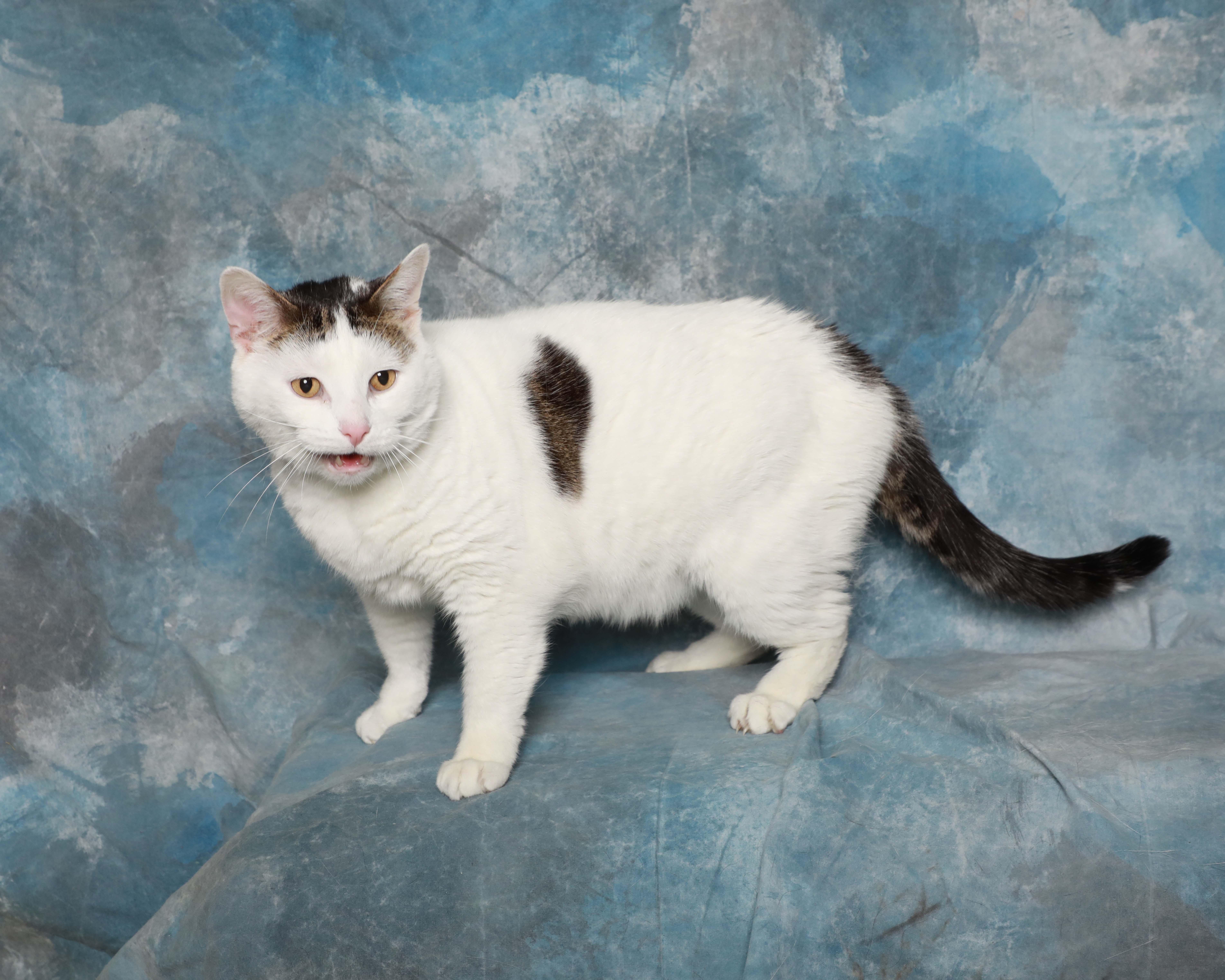 Enlarge Buda, a ADOPTABLE Domestic Medium Hair in Rock Falls, IL image 3/3